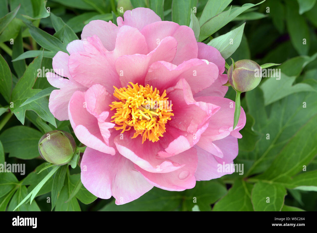 Pink blush peony flowers in garden under sunshine Stock Photo Alamy