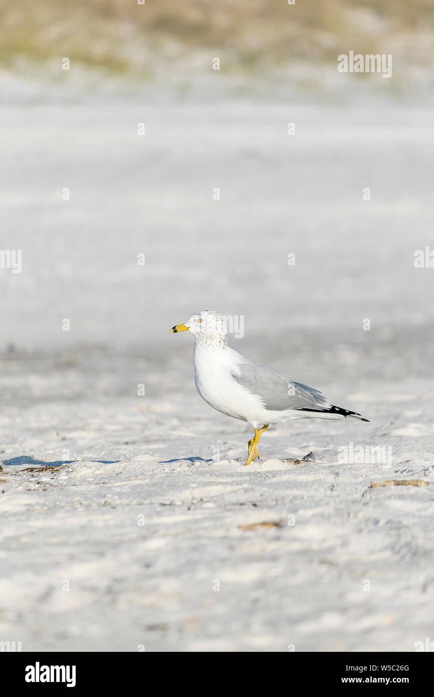 Seabirds at the beach Stock Photo