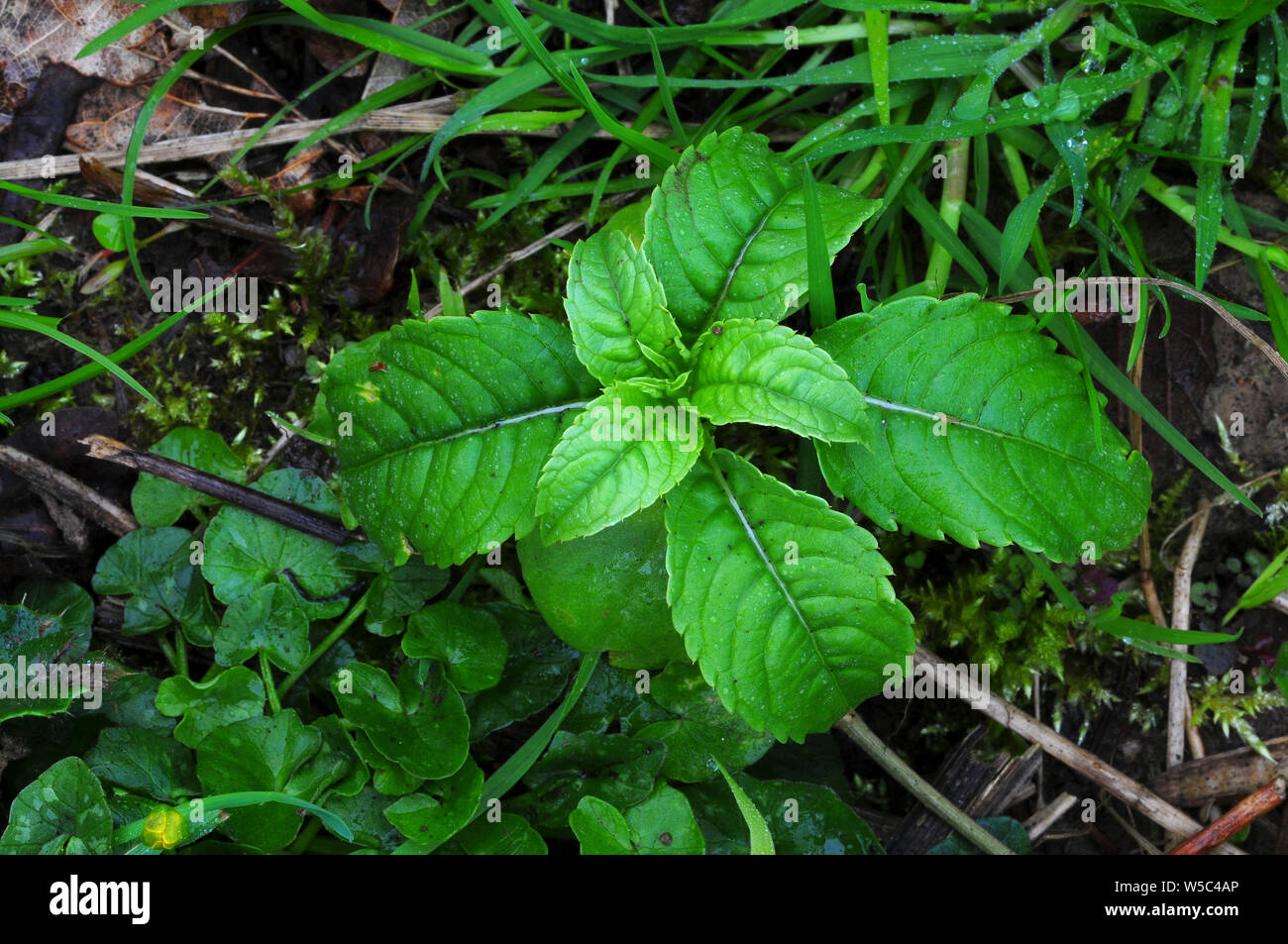 Indian or Himalayan balsam seedling Stock Photo