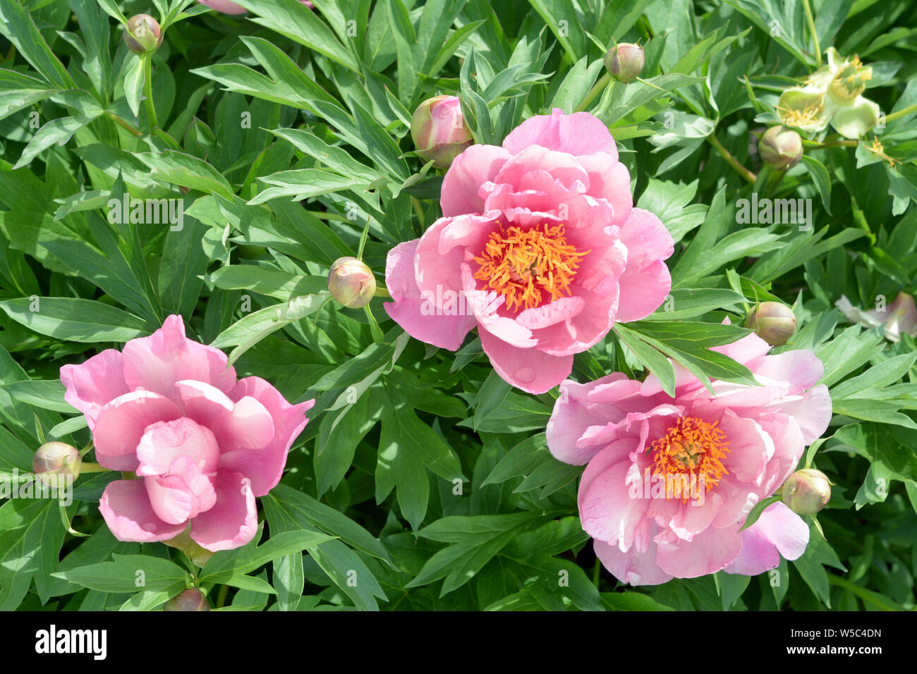 Pink blush peony flowers in garden under sunshine Stock Photo - Alamy