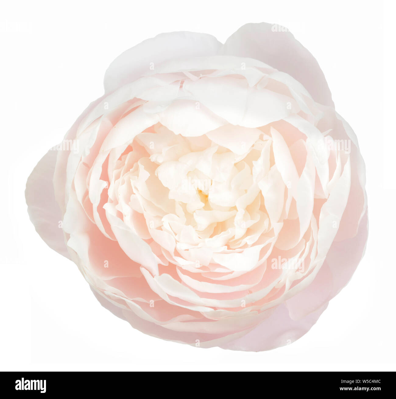 beautiful peony flower isolated on white background Stock Photo - Alamy
