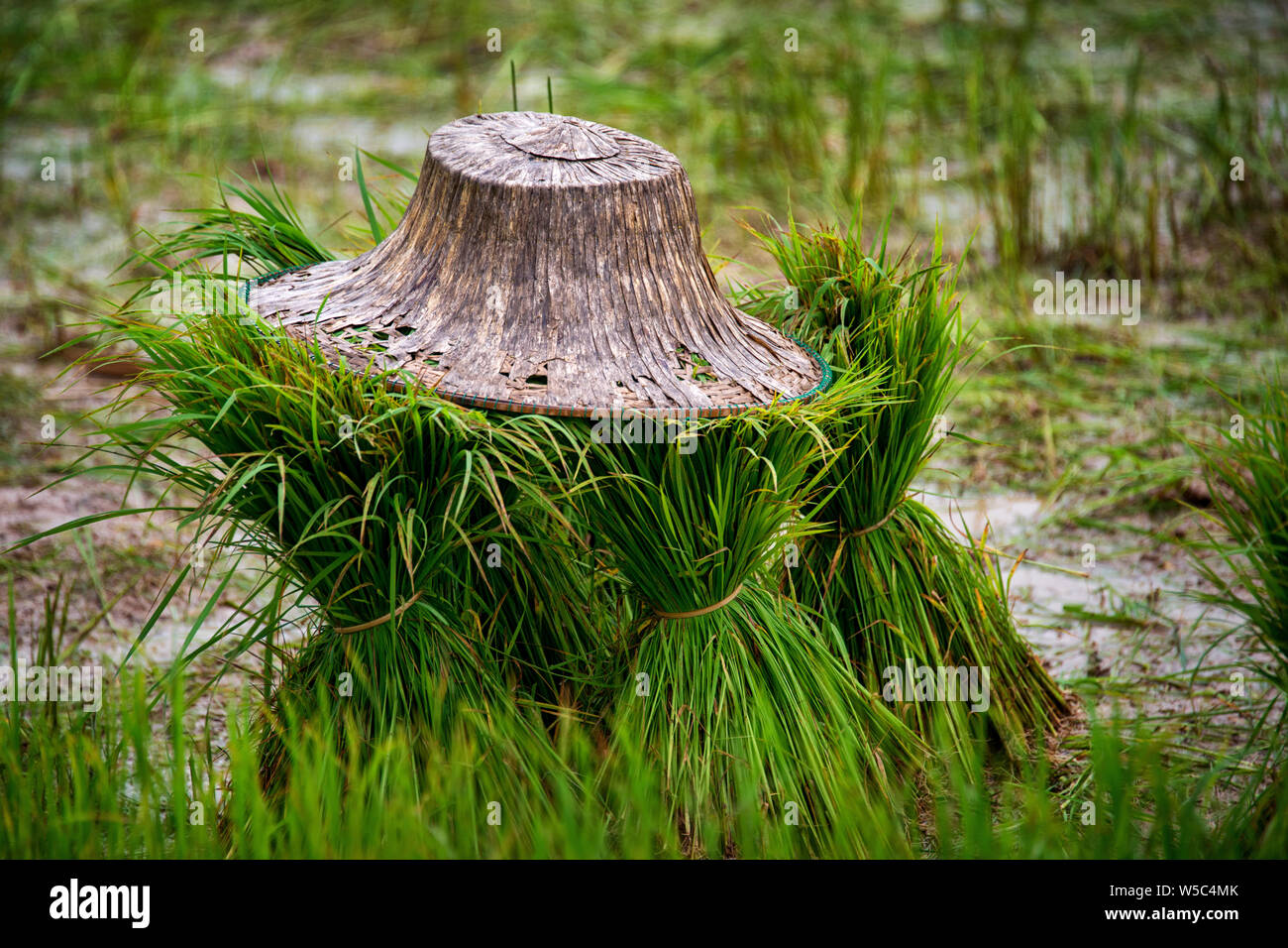 Rice and Thai Hat Nakhon Nayok, Thailand Stock Photo - Alamy