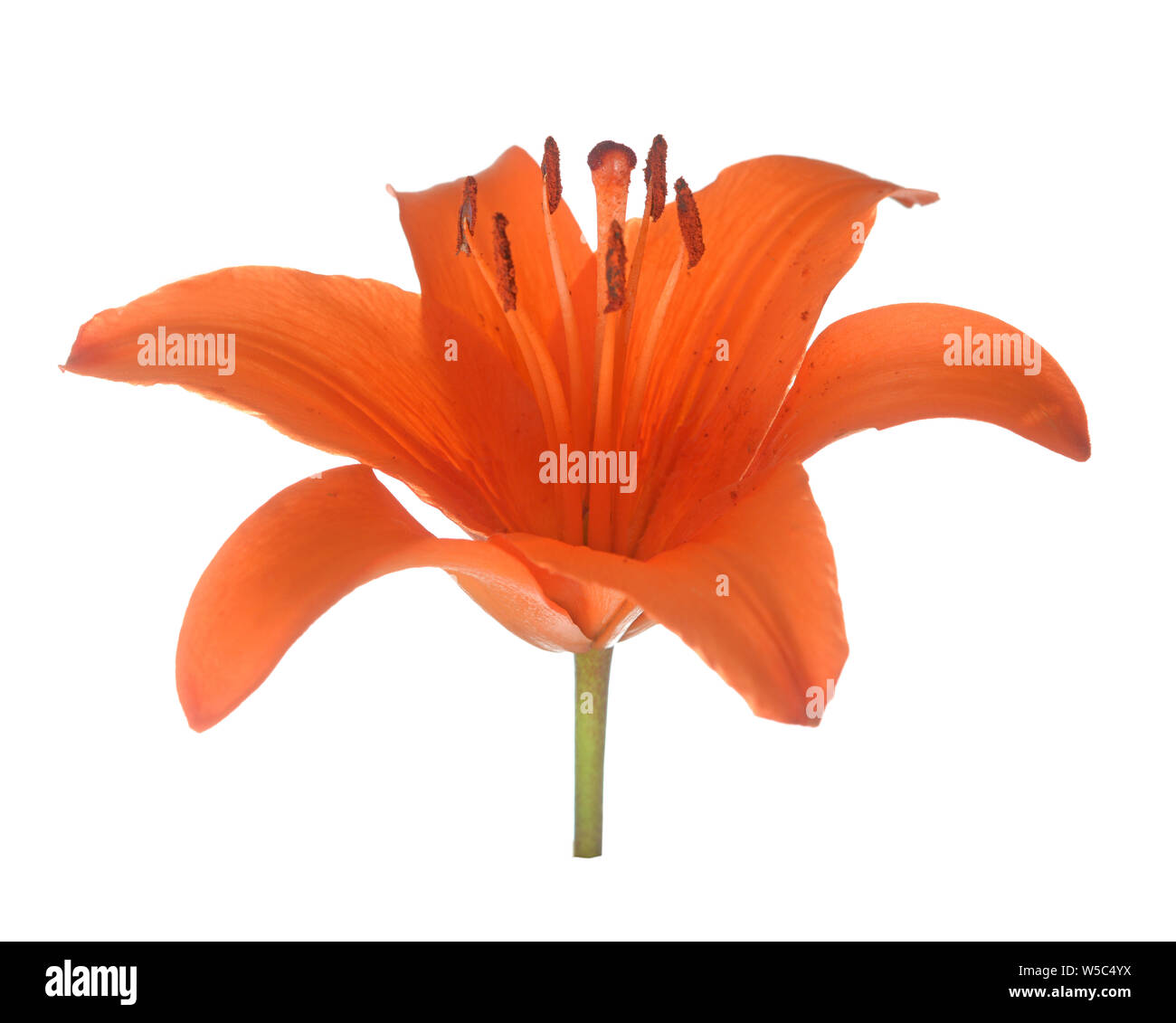 Orange lily flower isolated on white background Stock Photo Alamy