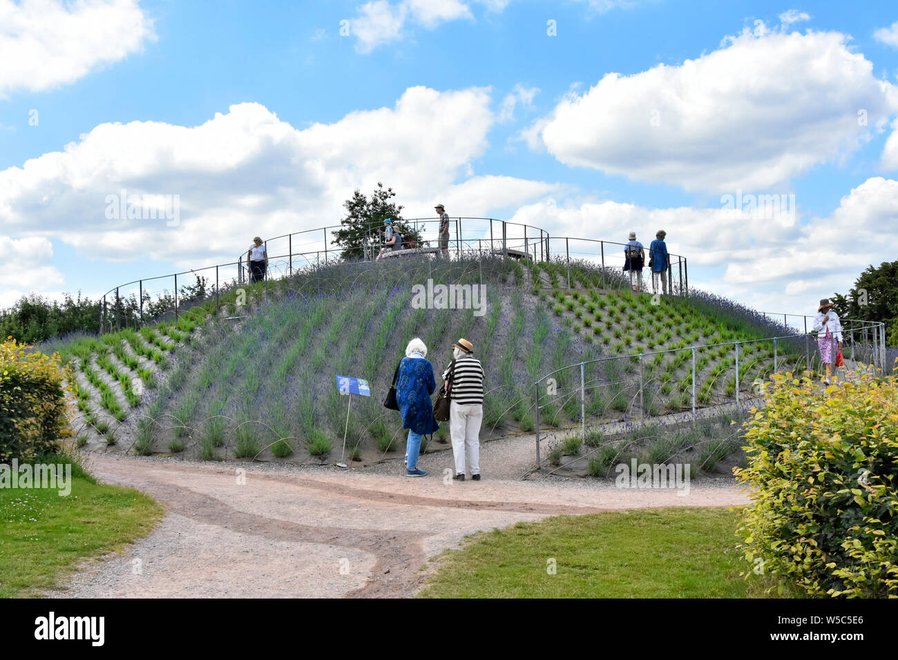 RHS Wisley garden & viewing mount new planting of lavender & rosemary visitors can  walk short winding path for views of the gardens Surrey England UK Stock Photo