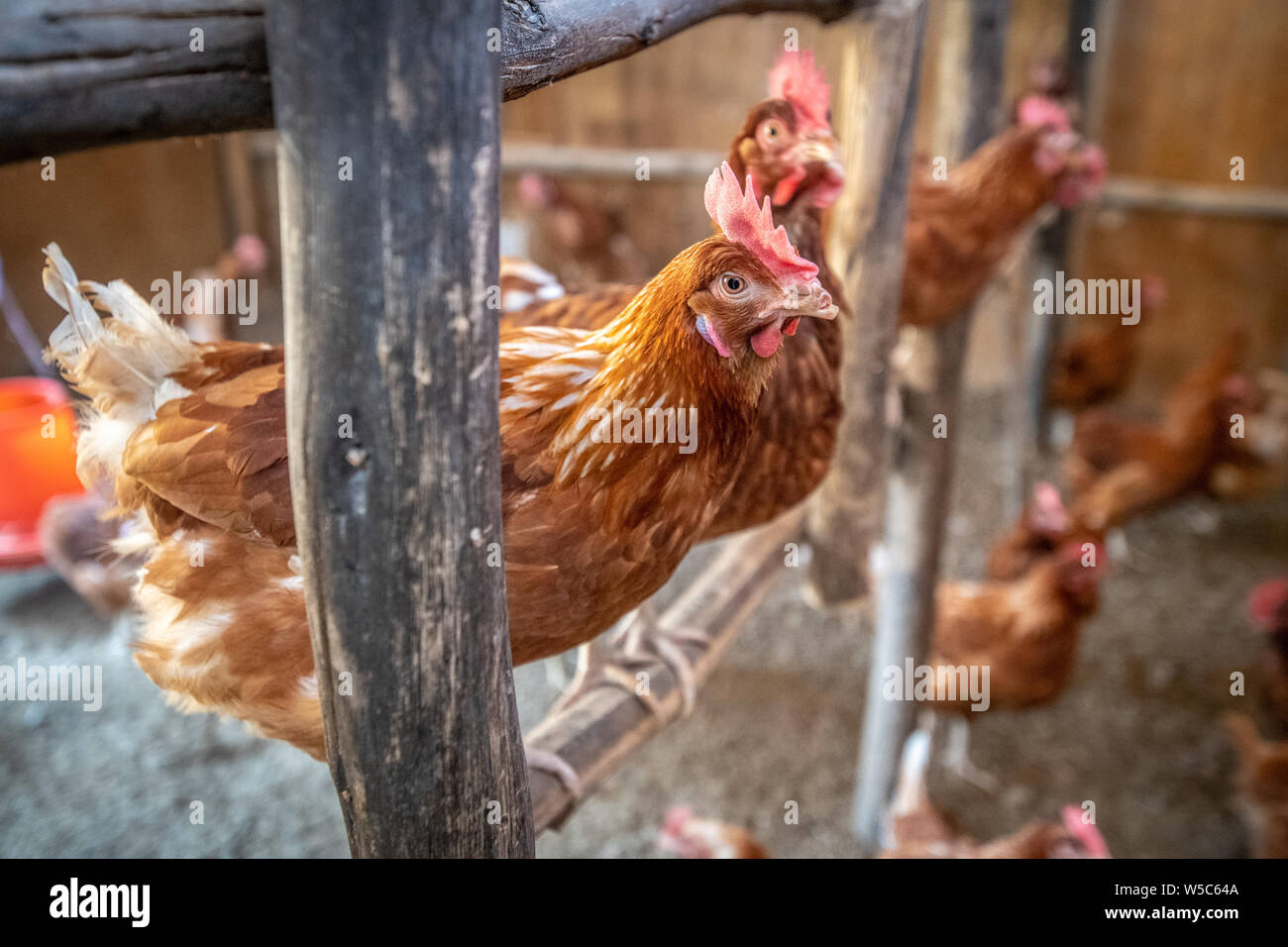 Chicken Coop Africa Stock Photos Chicken Coop Africa Stock Images