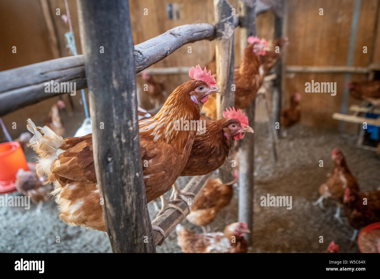 Chicken coop africa hires stock photography and images Alamy