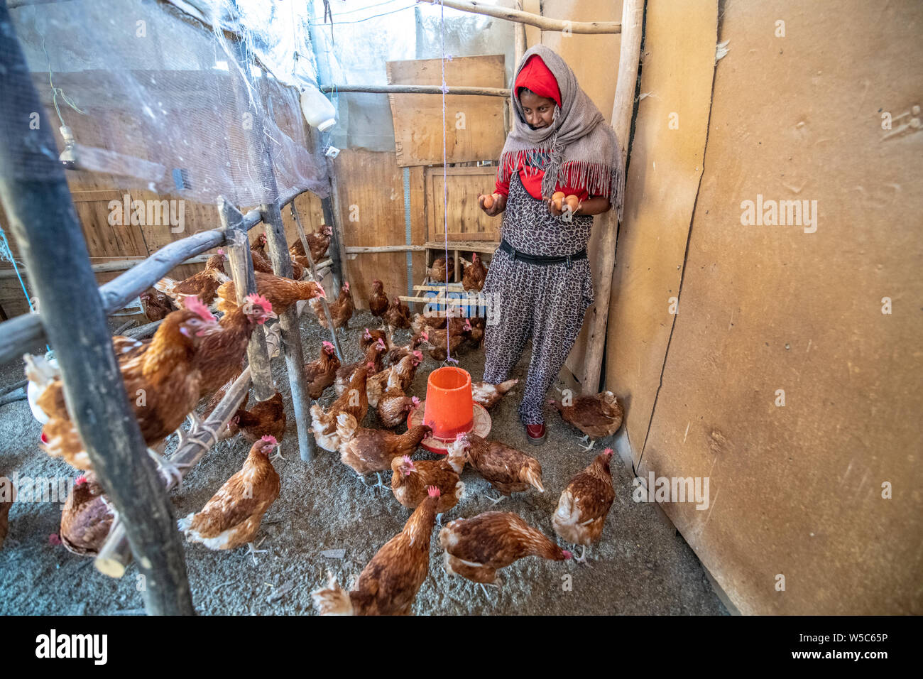 Chicken coop africa hires stock photography and images Alamy