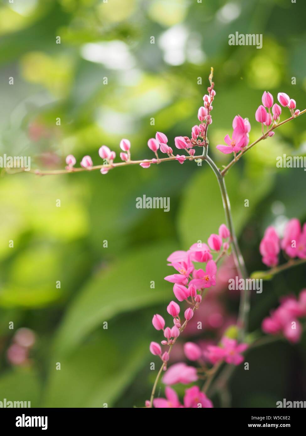 Pink flower Coral Vine, Mexican Creeper, Chain of Love Antigonon leptopus Hook and Arn name beautiful littel buquet blurred of nature background Stock Photo