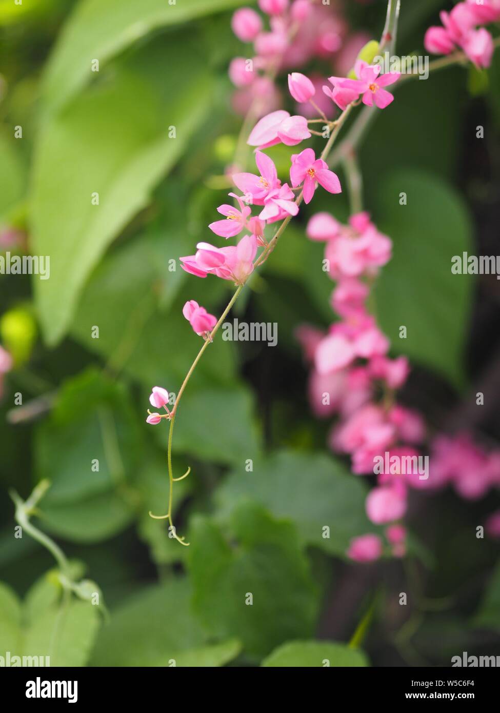 Pink flower Coral Vine, Mexican Creeper, Chain of Love Antigonon leptopus Hook and Arn name beautiful littel buquet blurred of nature background Stock Photo