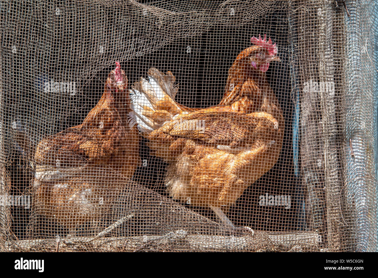 Chicken Coop Africa Stock Photos Chicken Coop Africa Stock Images