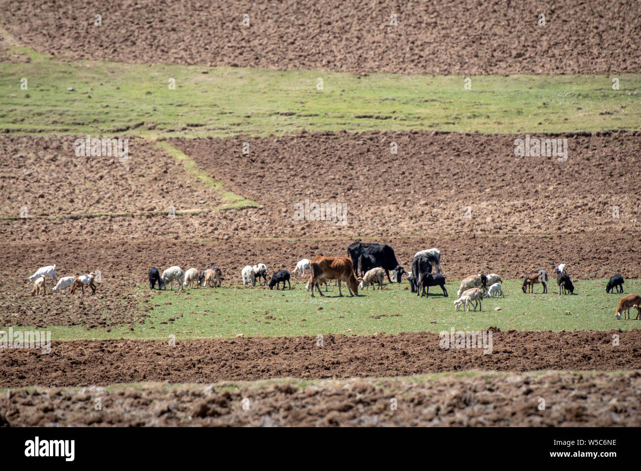 Cattle roam about the fields of a farm, Debre Berhan, Ethiopia. Stock Photo