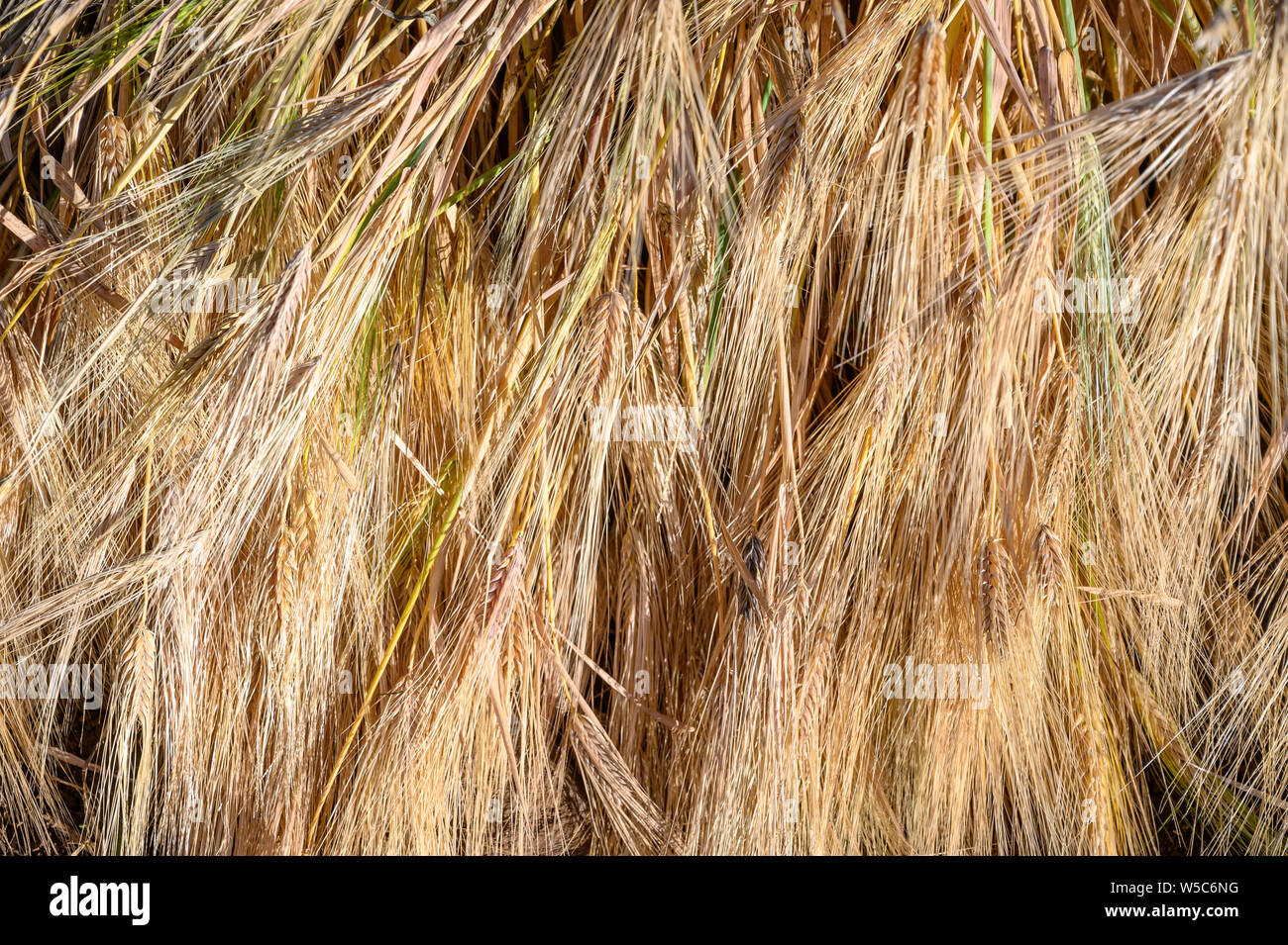Barley harvest near Ankober, Ethiopia Stock Photo