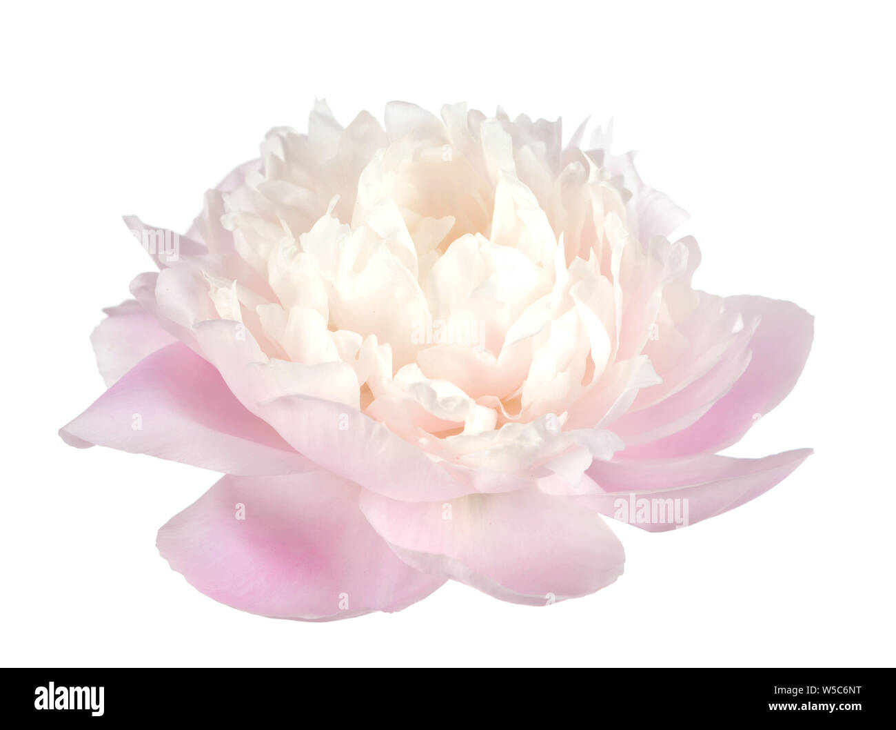 beautiful pink peony isolated on white background Stock Photo - Alamy