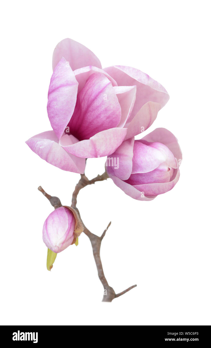 pink magnolia flower isolated on white background Stock Photo - Alamy