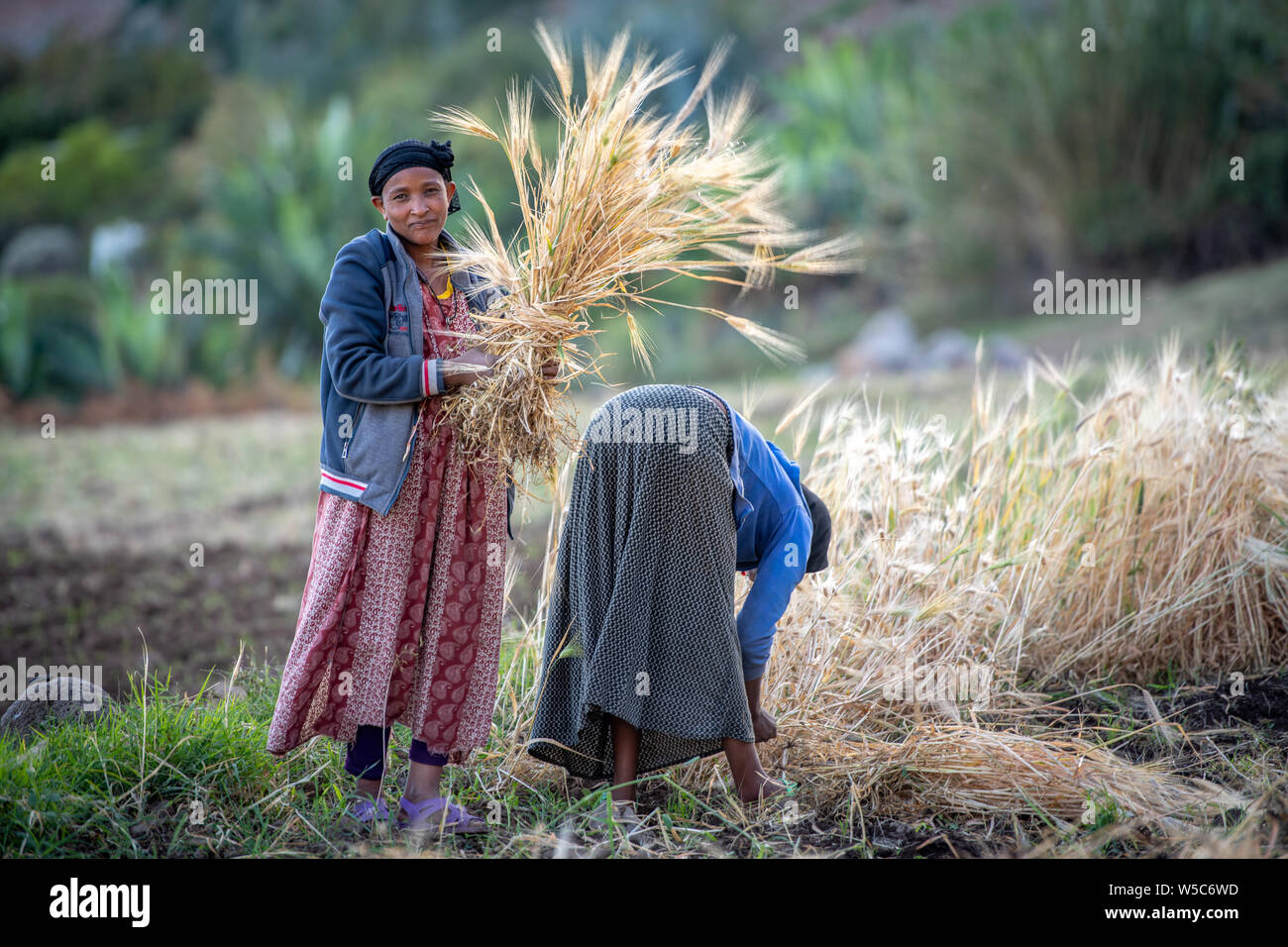 Women harvesting barley near Ankober, Ethiopia. Stock Photo