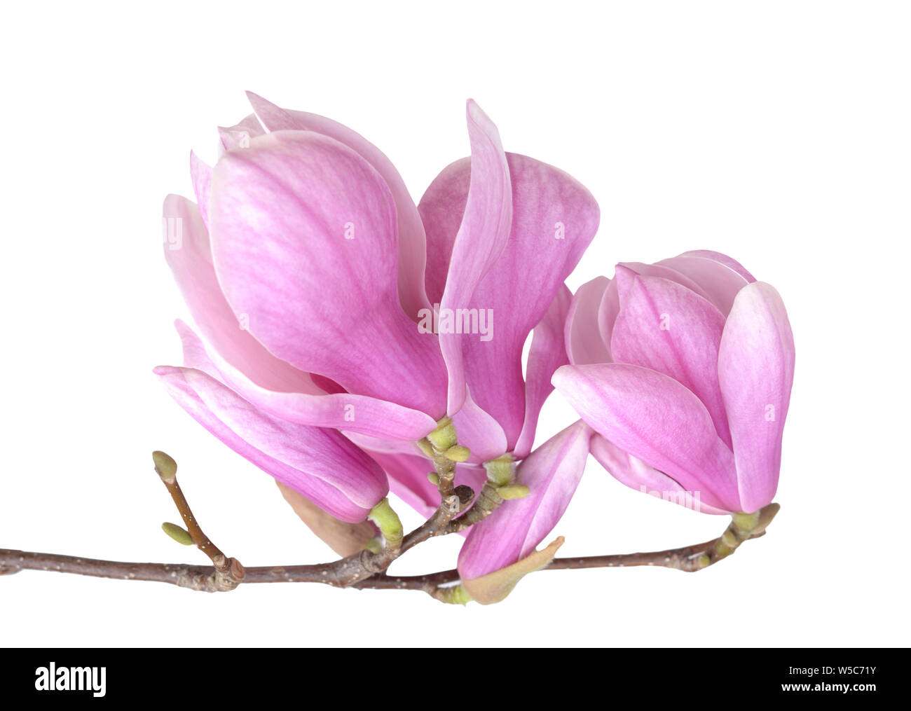 pink magnolia flower isolated on white background Stock Photo - Alamy