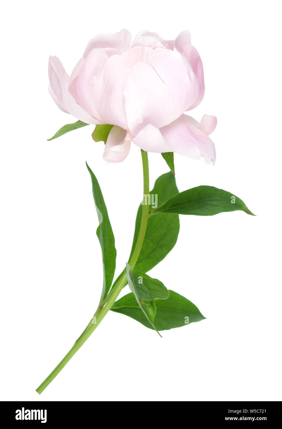 beautiful pink peony isolated on white background Stock Photo - Alamy