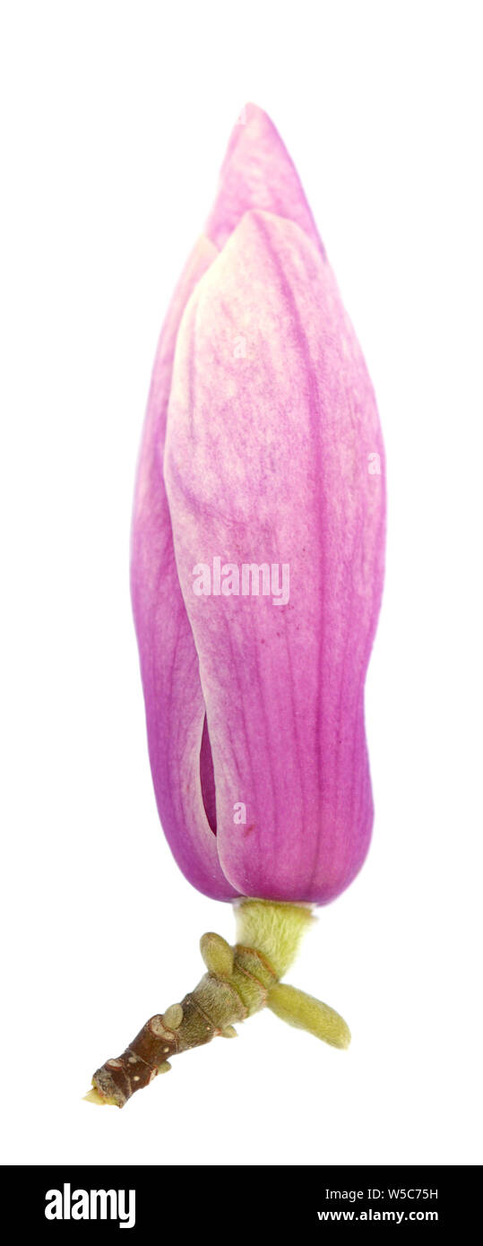 pink magnolia bud flower isolated on white background Stock Photo - Alamy