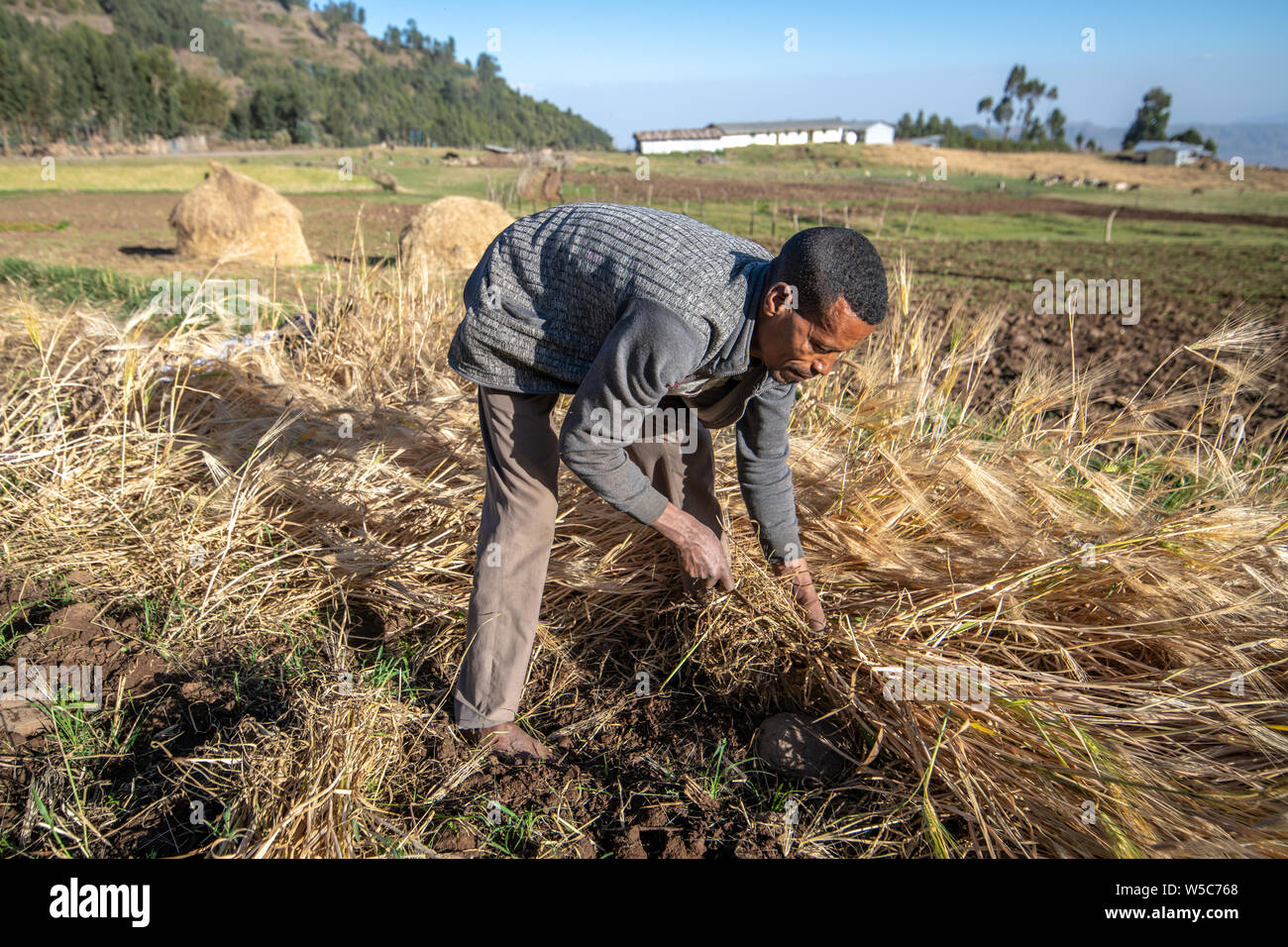 A man harvesting barley near Ankober, Ethiopia. Stock Photo