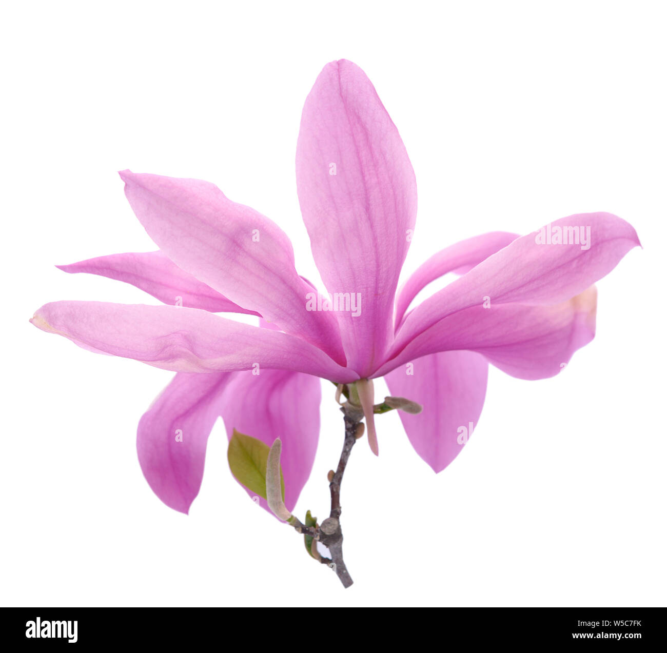 pink magnolia flower isolated on white background Stock Photo - Alamy
