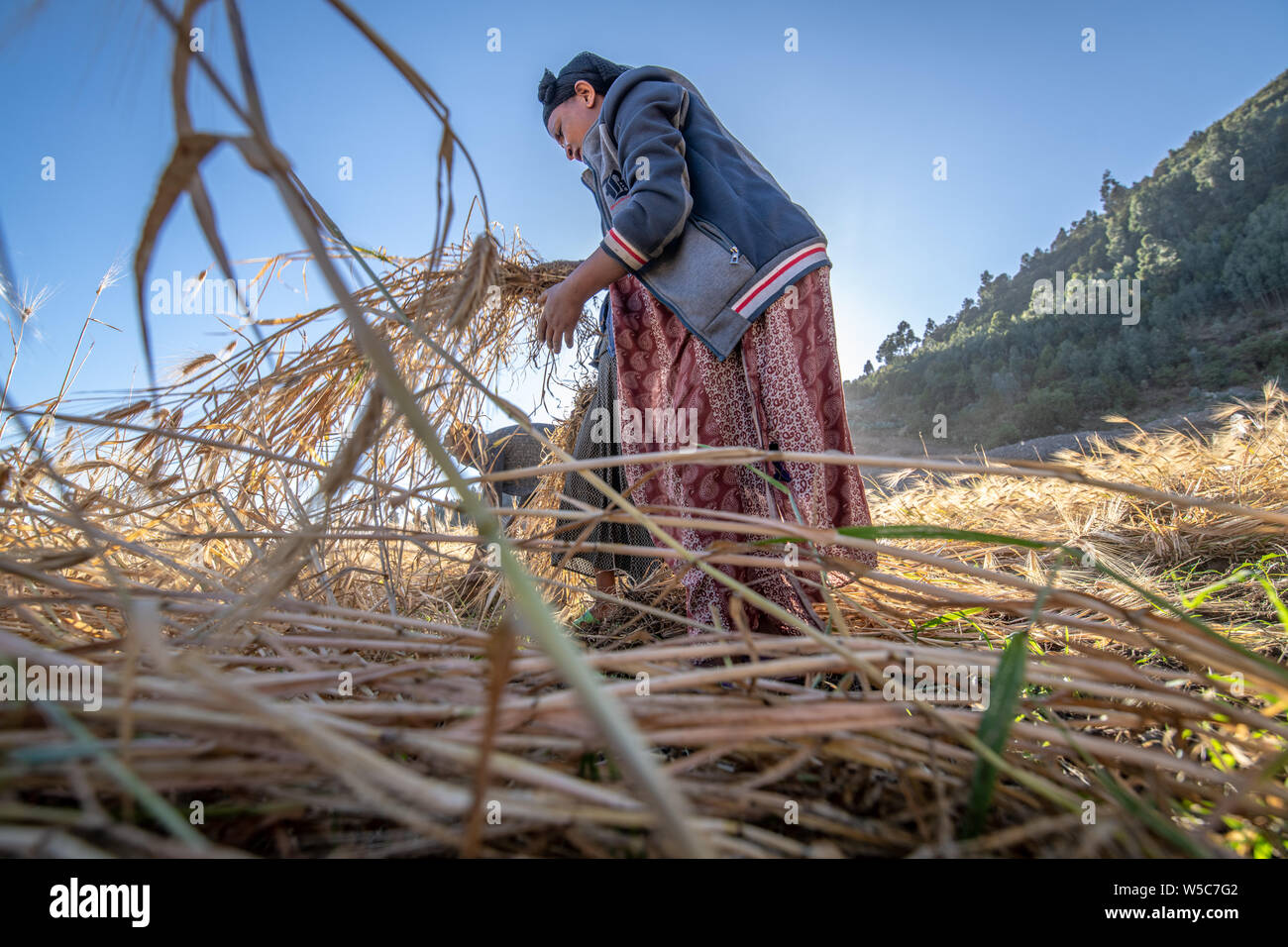 A woman harvesting barley near Ankober, Ethiopia. Stock Photo