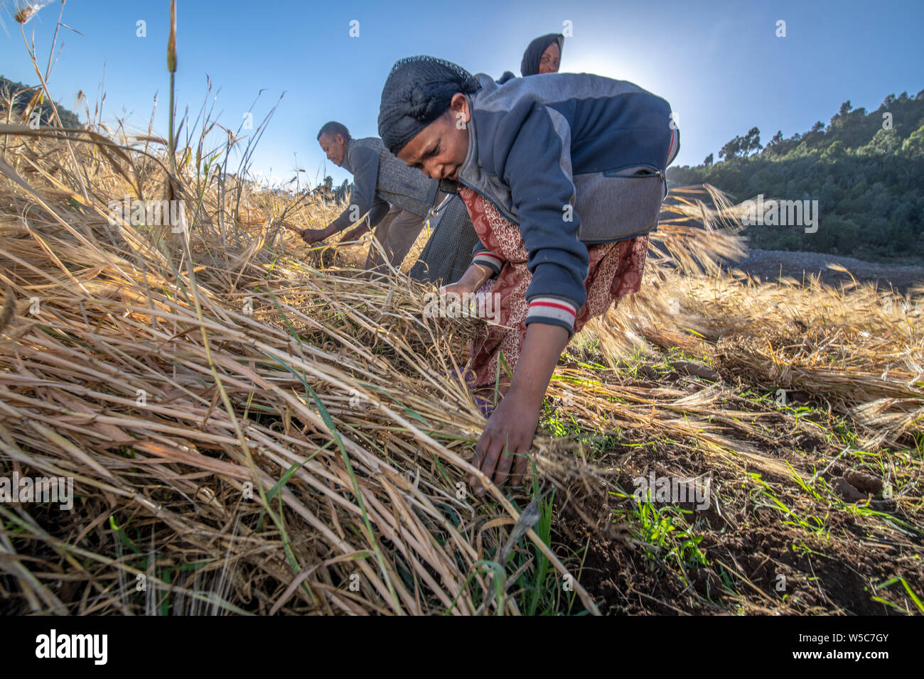 A woman harvesting barley near Ankober, Ethiopia. Stock Photo