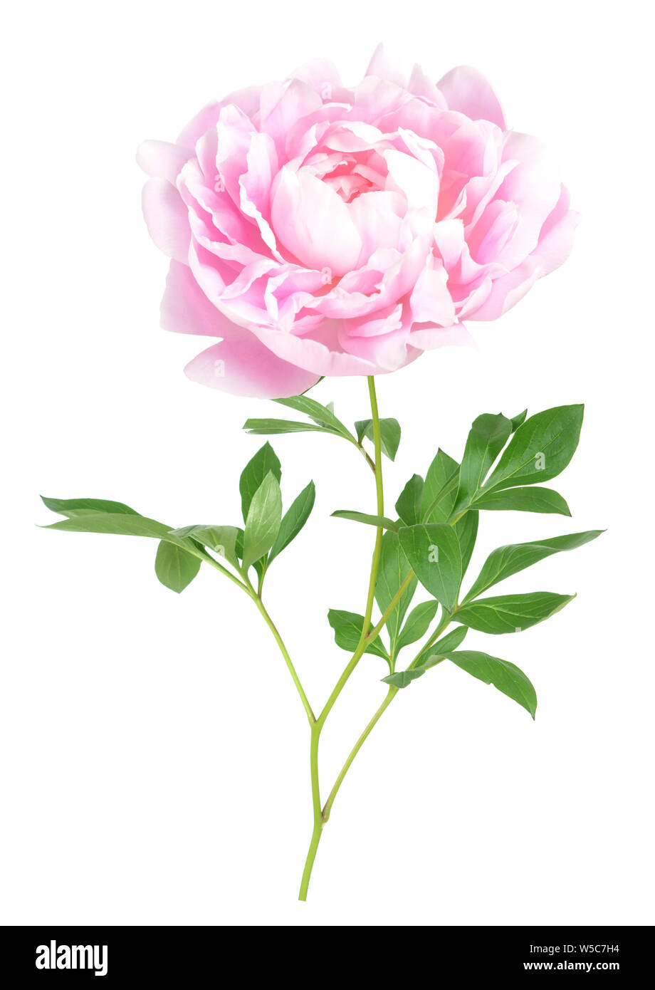beautiful pink peony isolated on white background Stock Photo - Alamy