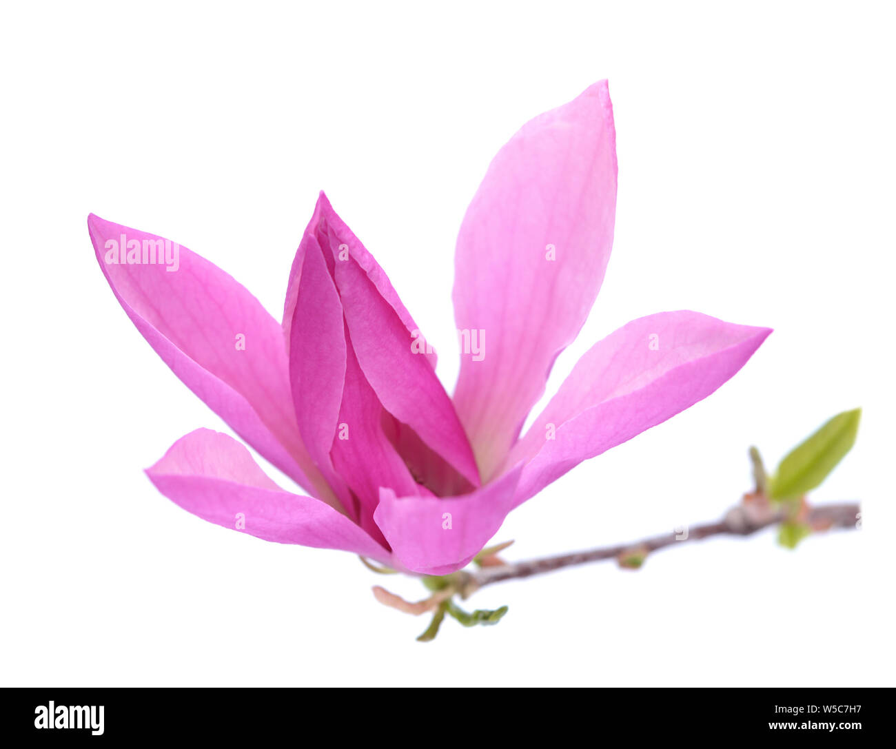 pink magnolia flower isolated on white background Stock Photo - Alamy