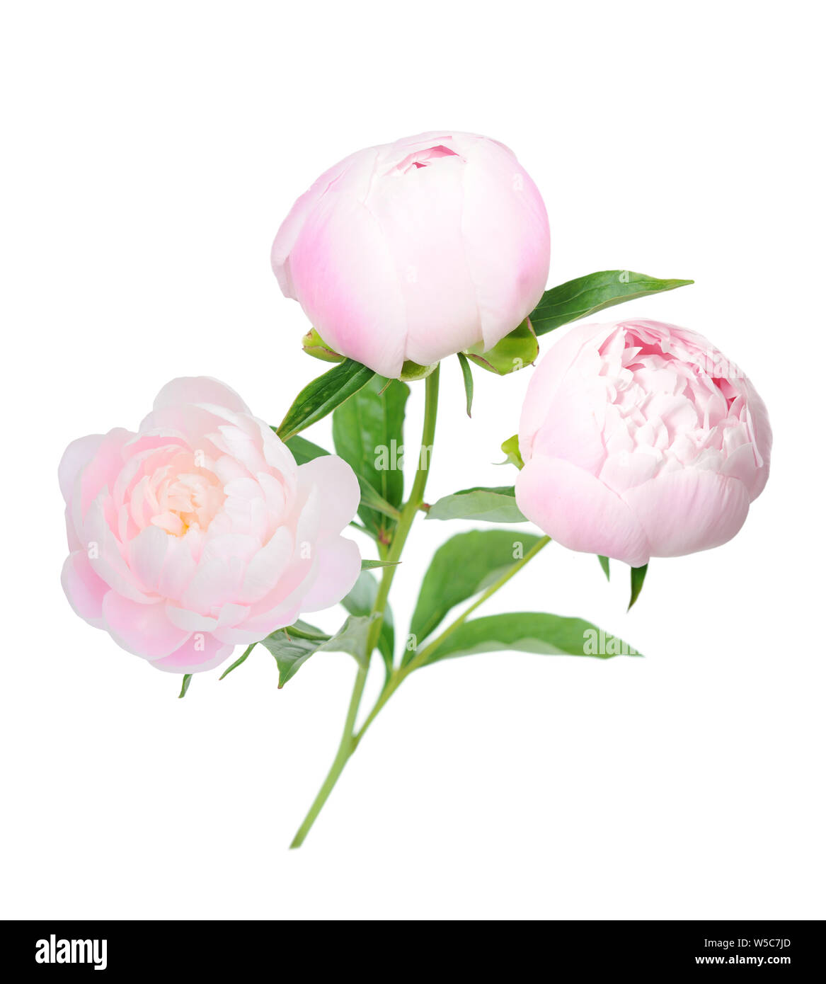 beautiful pink peony isolated on white background Stock Photo - Alamy