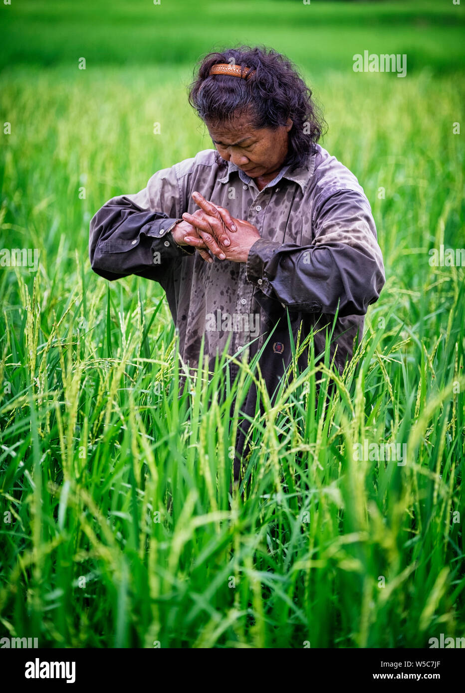 Yes, it hurts. a farmer works to relieve the pain in her hands and knuckles after a few hours of working in the rice fields in Nakhon Nayok, Thailand Stock Photo