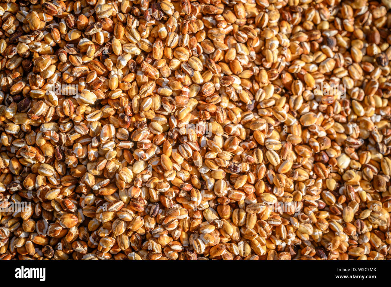 Close up of Kolo or roasted barley, Debre Berhan, Ethiopia Stock Photo