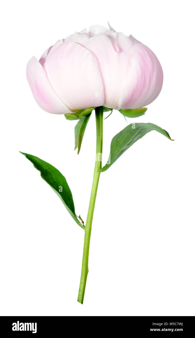 beautiful peony flower isolated on white background Stock Photo - Alamy