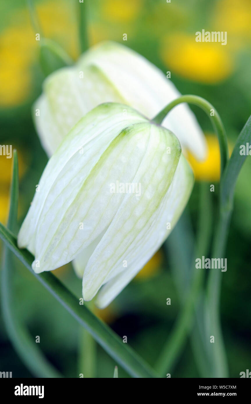 White hen flower hi-res stock photography and images - Alamy