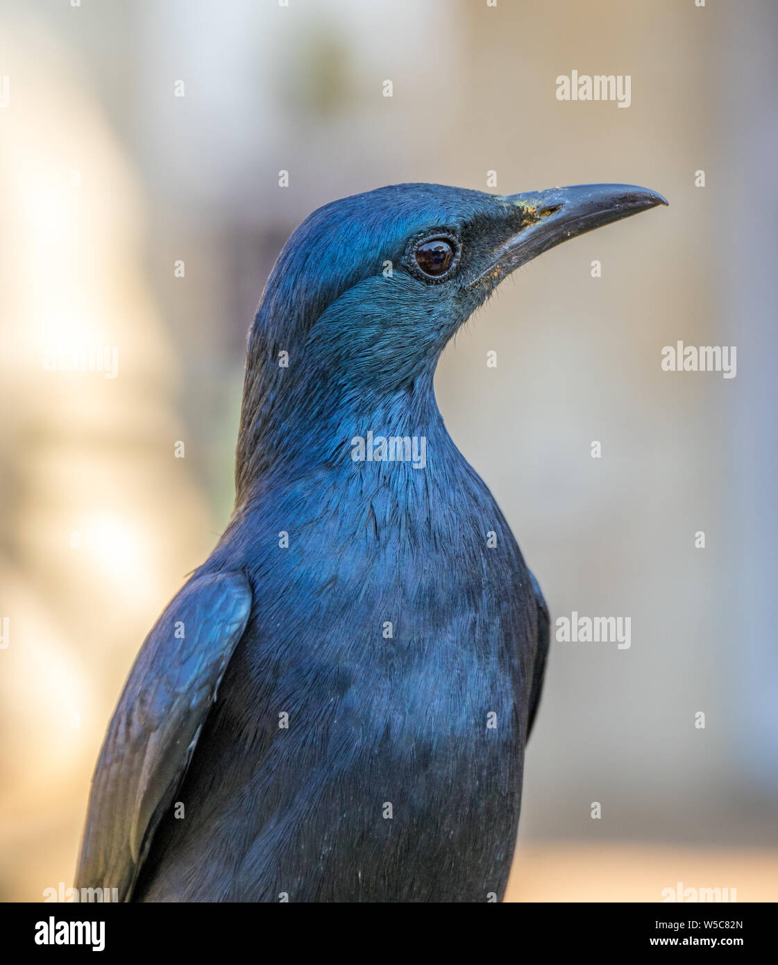Portrait of a red-winged starling image in portrait format up close with detail Stock Photo