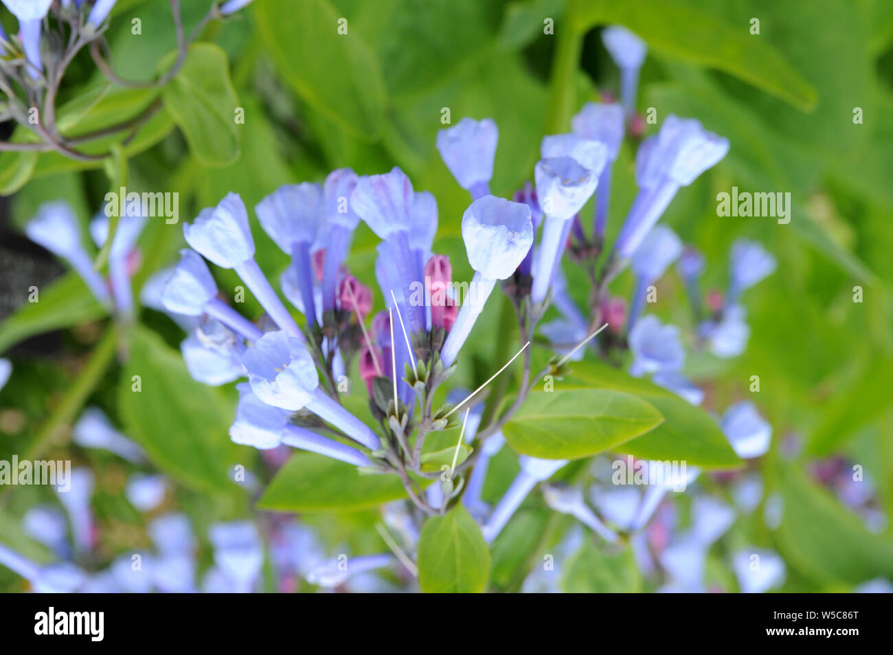 Virginia Bluebells flowers in garden under sunshine Stock Photo