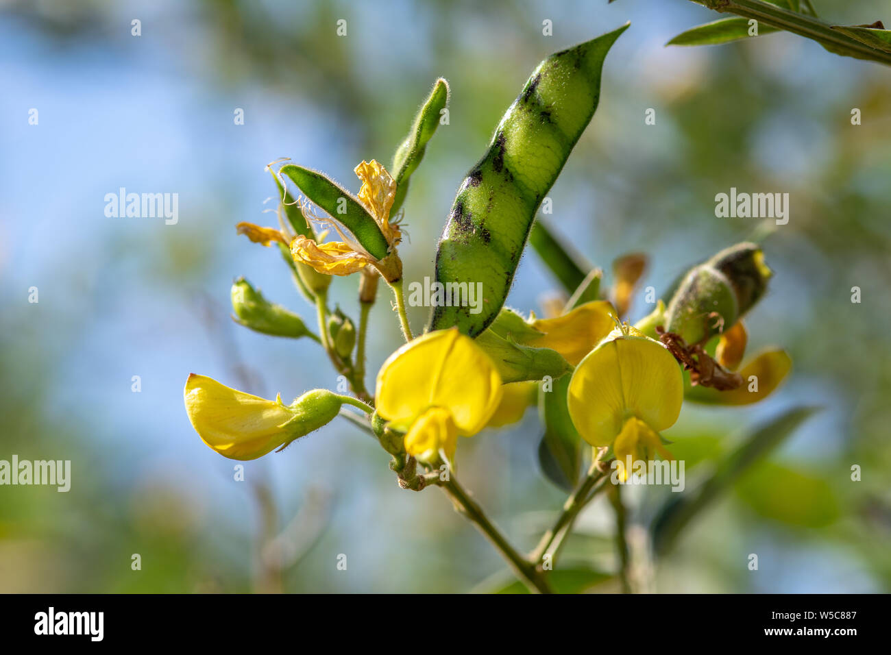 Glycine max flowers hi-res stock photography and images - Alamy
