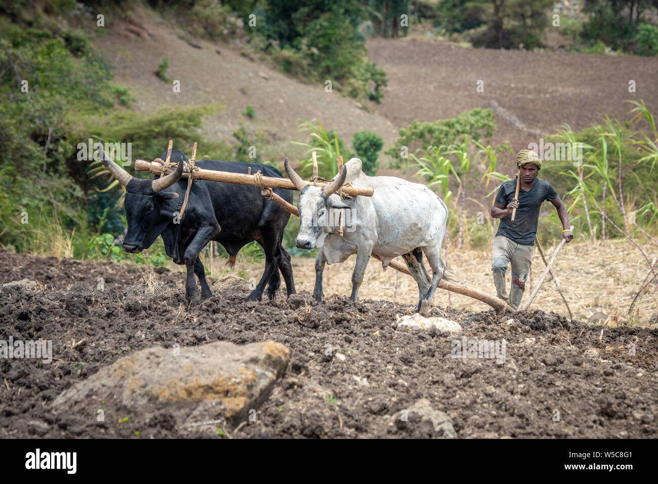 Ethiopia cattle ploughing hires stock photography and images Alamy