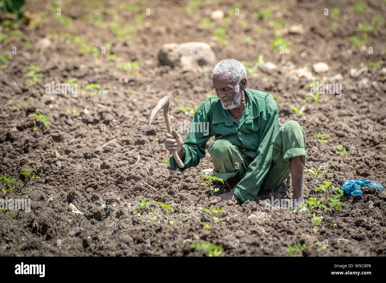 An elderly Ethiopian farmer uses a wooden hoe to tend to his fields, Debre Berhan, Ethiopia. Stock Photo