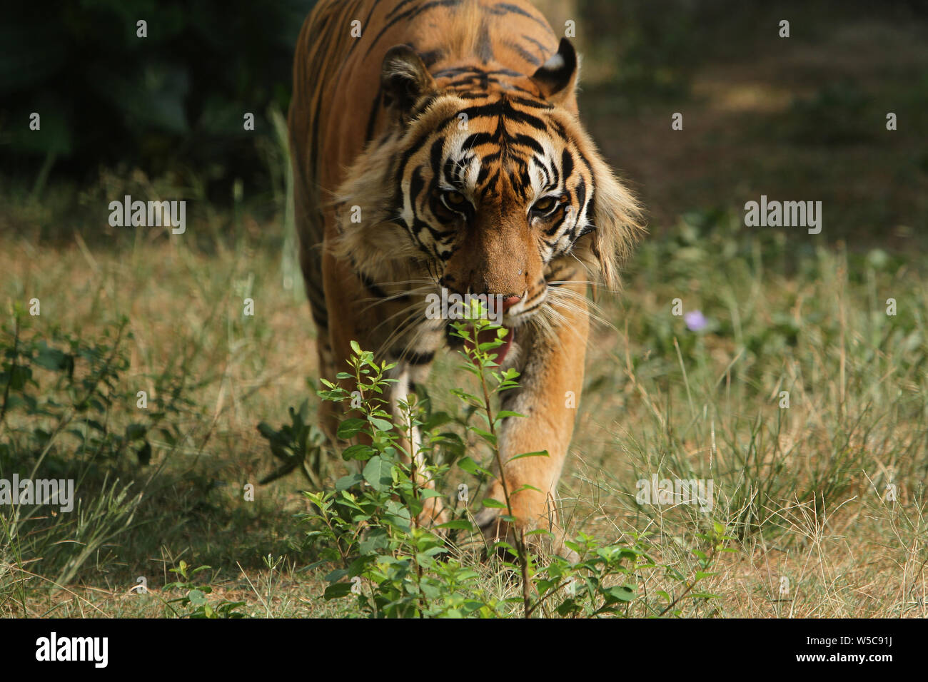 Beautiful beast hi-res stock photography and images - Alamy