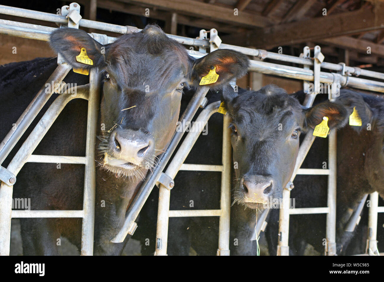 Heidelberg, Germany - May 2019: Black Aberdeen Angus cattles sticking head through iron bars in animal stable Stock Photo