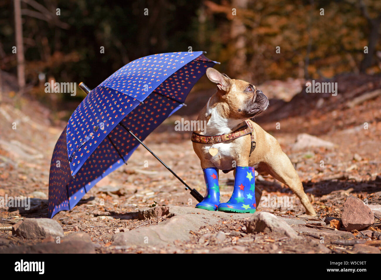 Dog wearing rain boots new arrivals