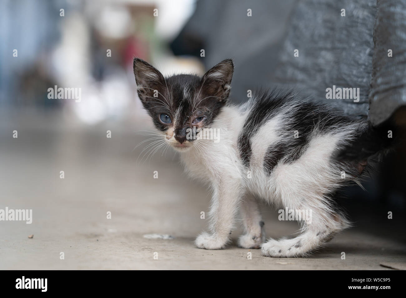 A kitten living on the street with an eye infection.As a side note, rabies is still present within the Philippines,any bite from a cat or dog Stock Photo