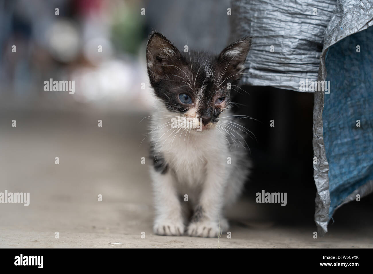 A kitten living on the street with an eye infection.As a side note,rabies is still present within the Philippines,any bite from a cat or dog Stock Photo