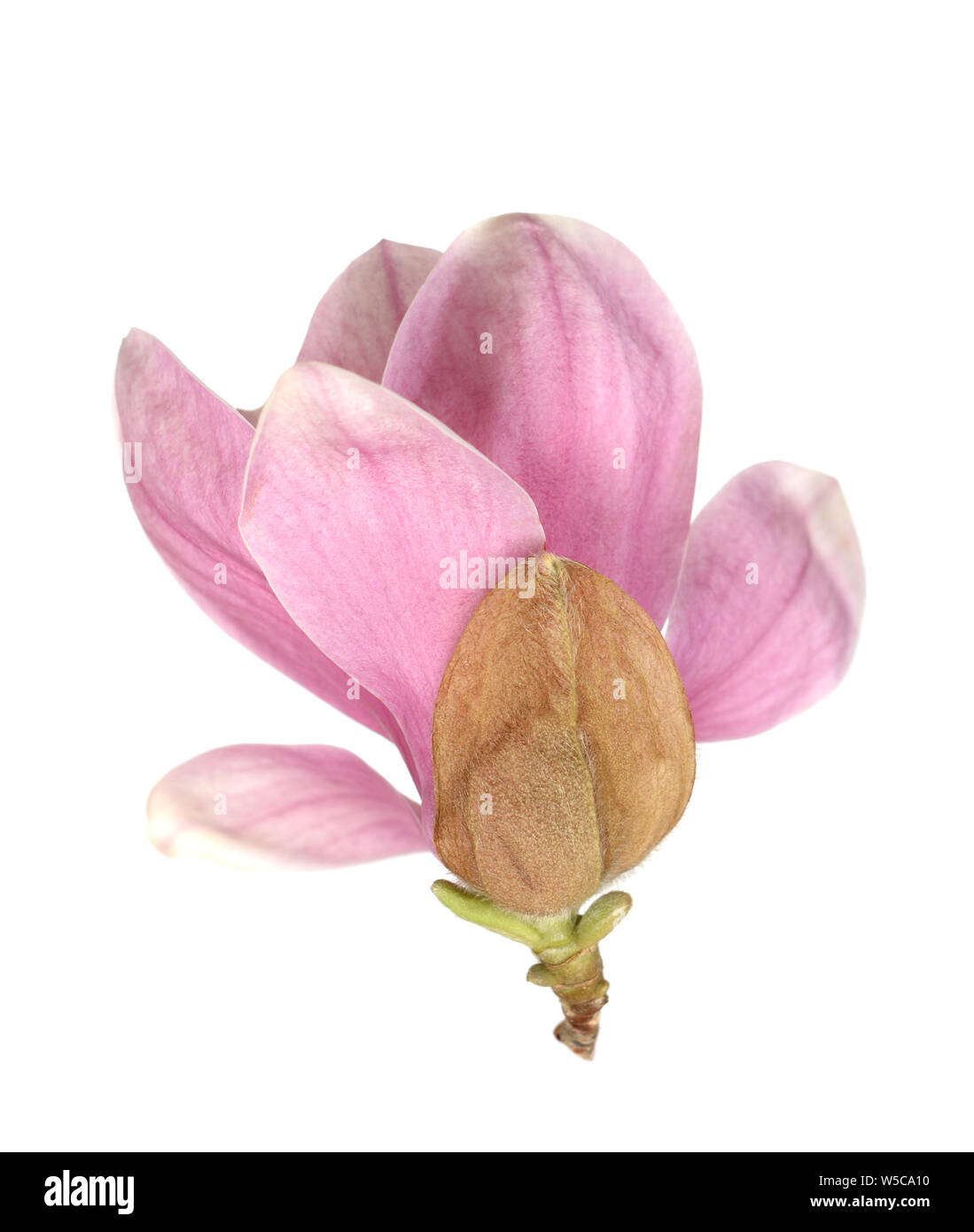 pink magnolia flower isolated on white background Stock Photo - Alamy
