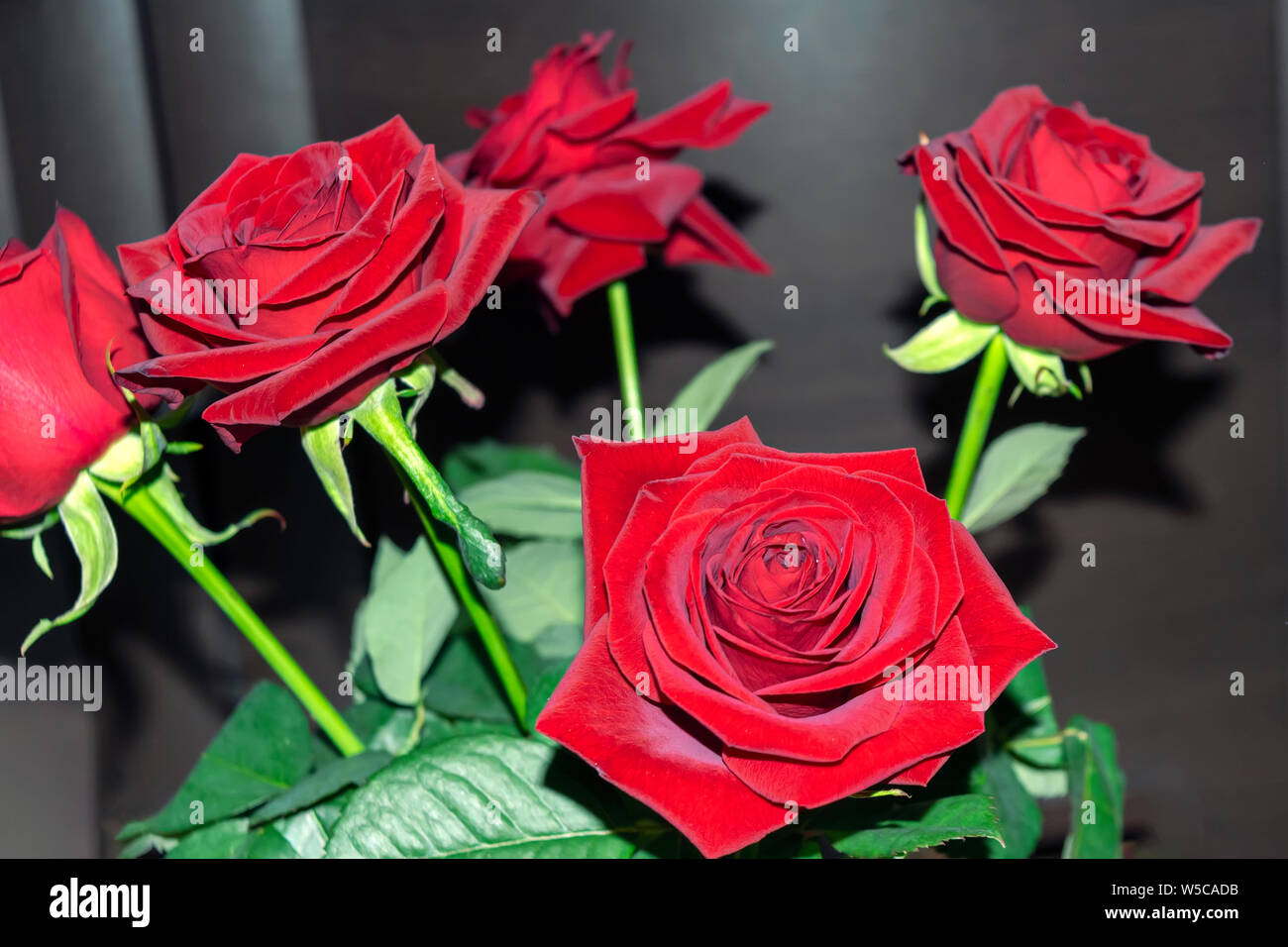 Bouquet of red roses on a blured background Stock Photo - Alamy