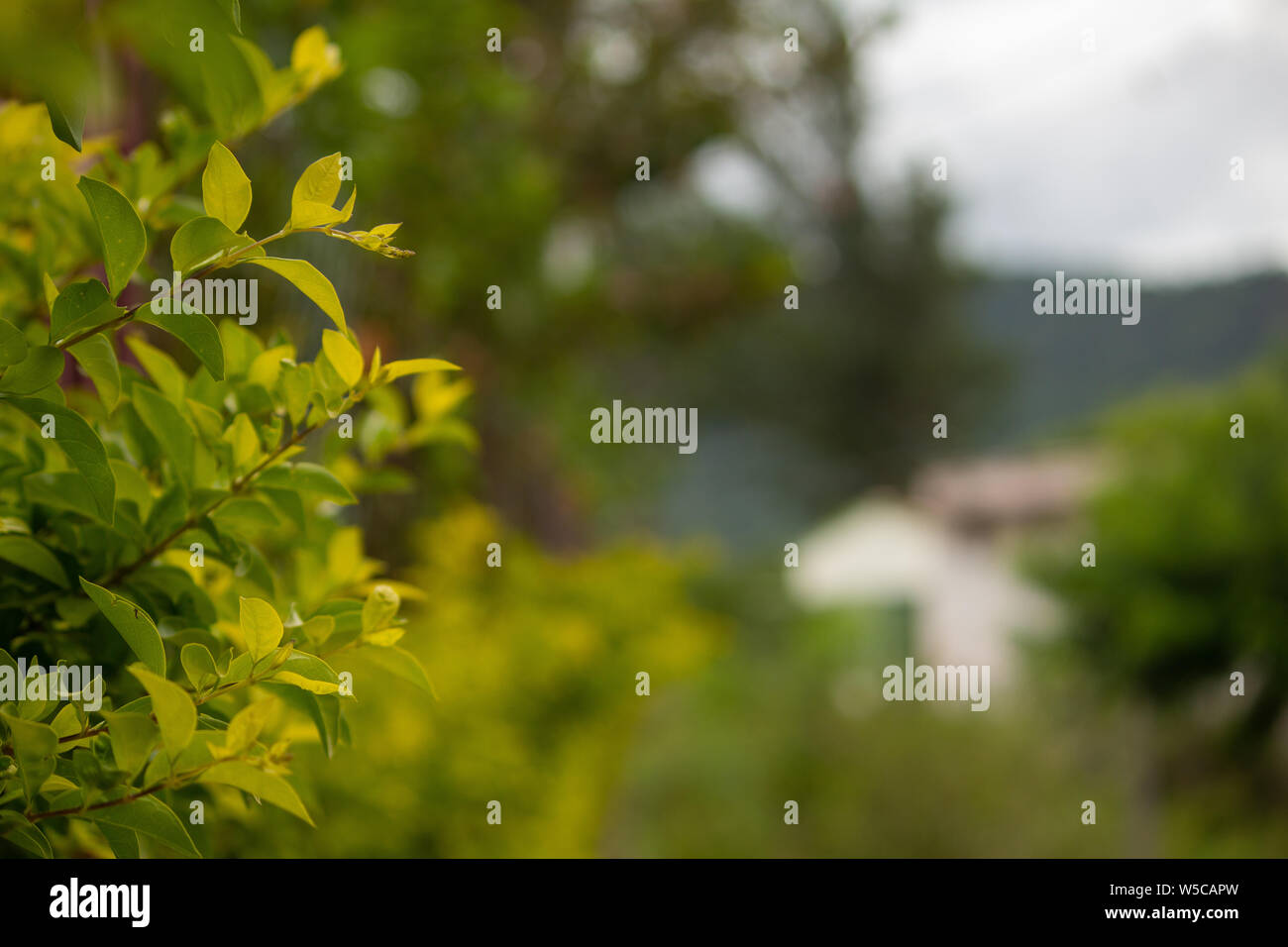 Green leaves on the rural backgrounds Stock Photo - Alamy