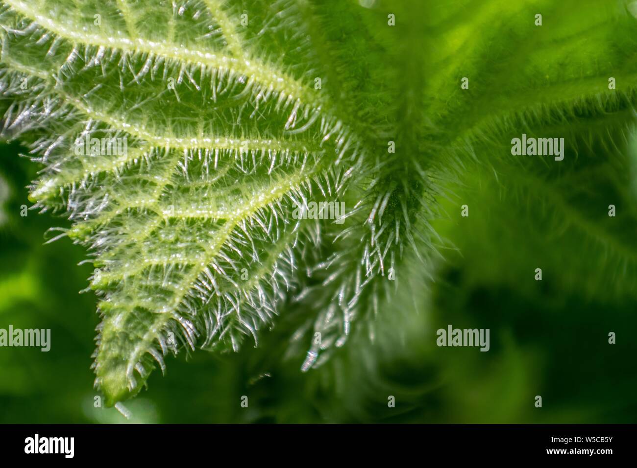 Macro of a green spiky cucmber leaf in the nature, Romania Stock Photo