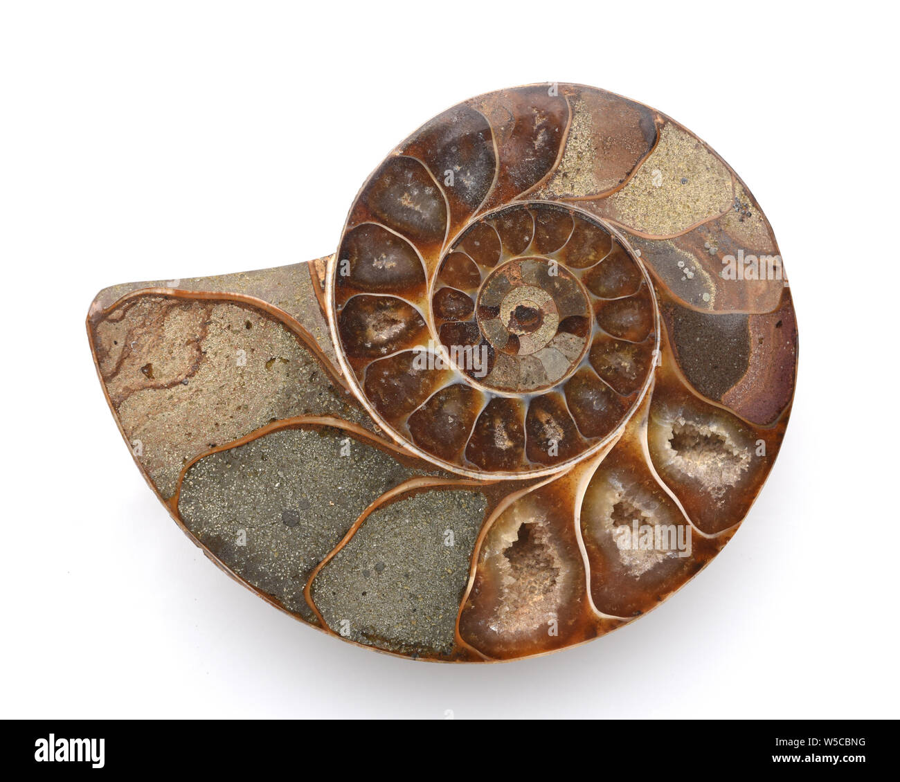 Ammonit, Fossil, Sagittalschnitt Stock Photo
