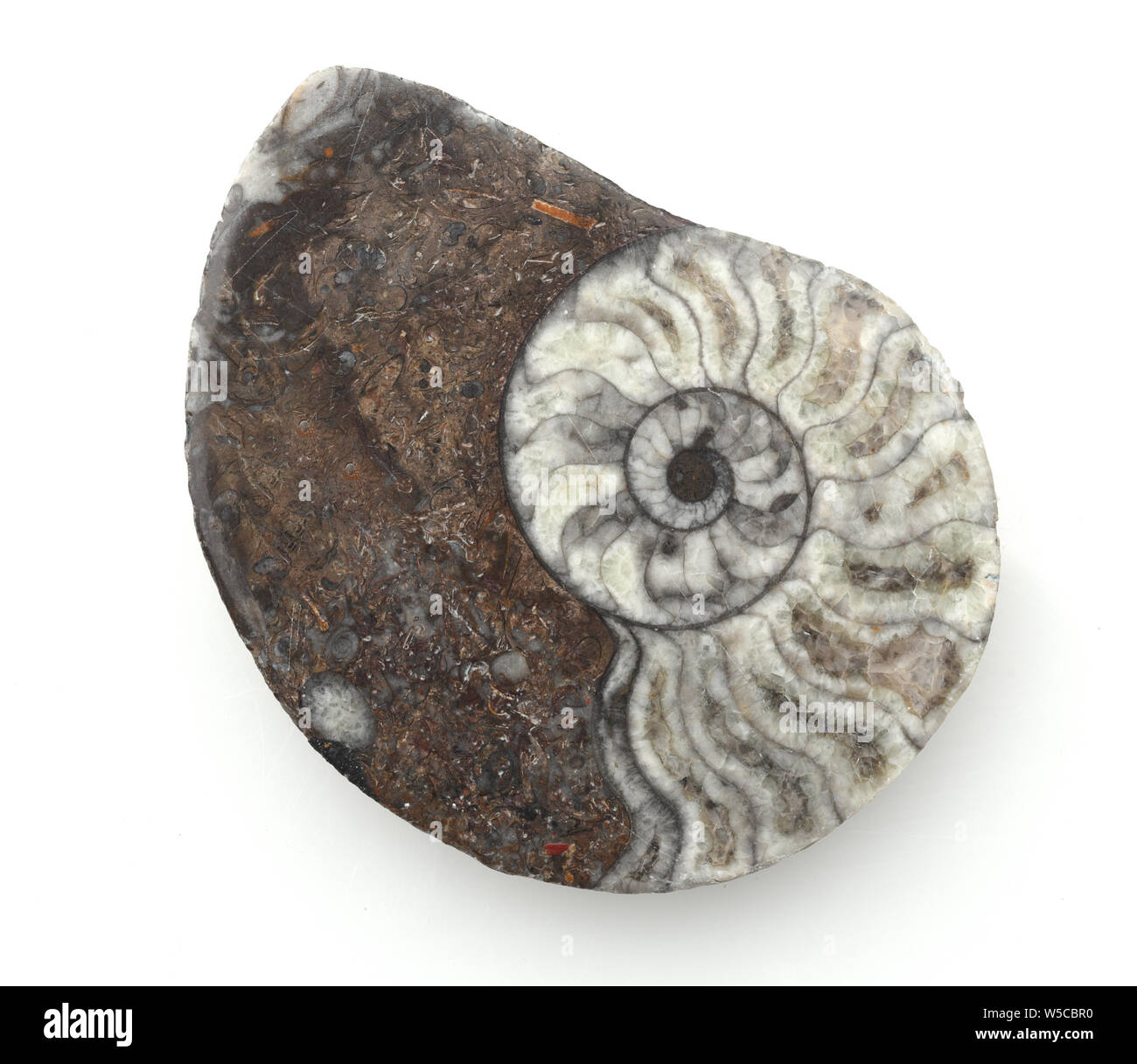 Ammonit, Fossil, Sagittalschnitt Stock Photo
