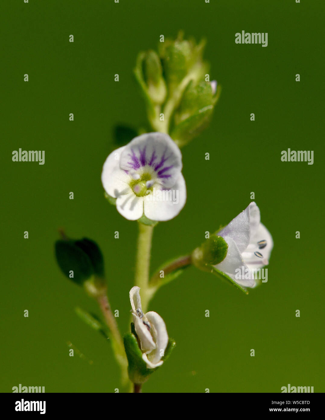 Augentrost, Euphrasia, rostkoviana Stock Photo